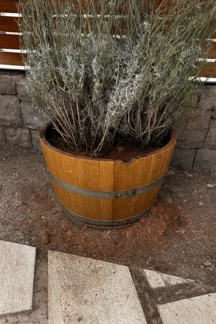 A planter made from a reclaimed barrel.